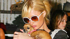 Paris Hilton trauert um ihr Schoßhündchen