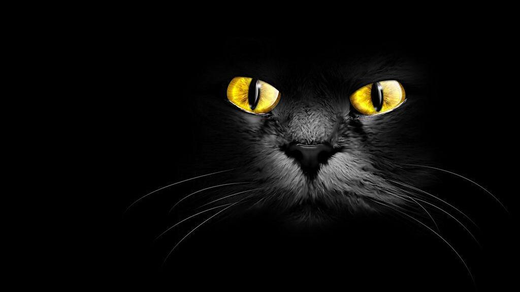 Die Schwarze Katze Gluck Oder Unglucksbringer