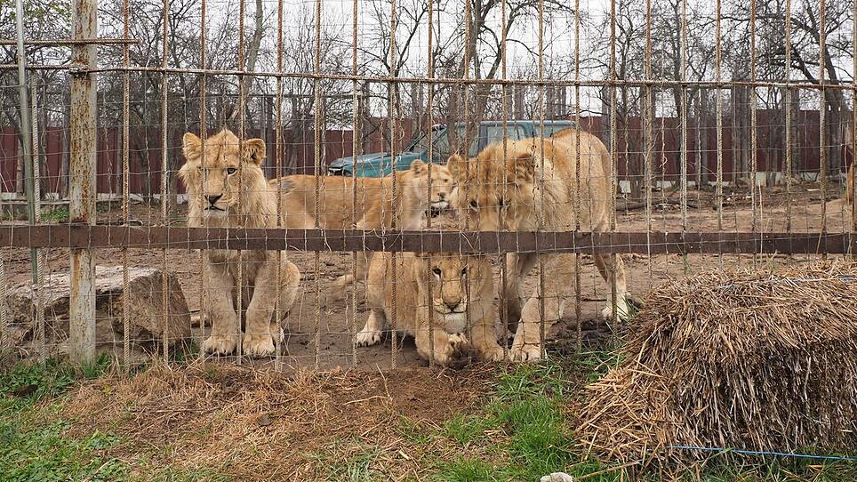 Vier Pfoten rettete Löwen aus Rumänien