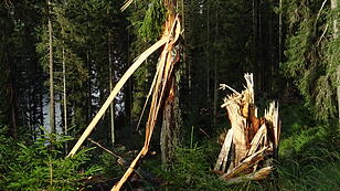 Bundesforste: "Würden bei Waldverkauf sensibler sein"