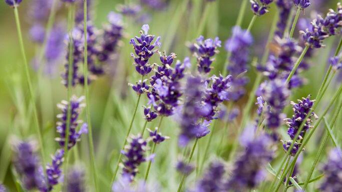 Mit natürlicher Methode punkten: Lavendelöl hilft bei Angststörung