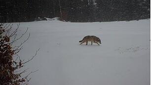 Der Wolf zieht nun auch in St. Georgen am Walde seine Fährten